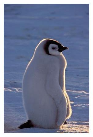../Images/kaiserpinguine03.jpg