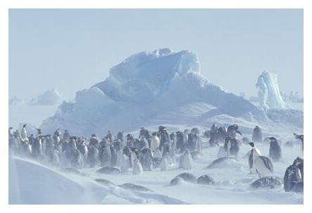 ../Images/kaiserpinguine06.jpg