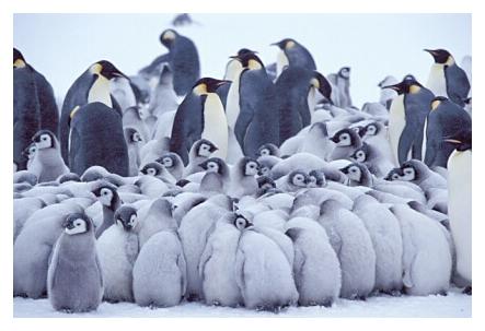 ../Images/kaiserpinguine11.jpg