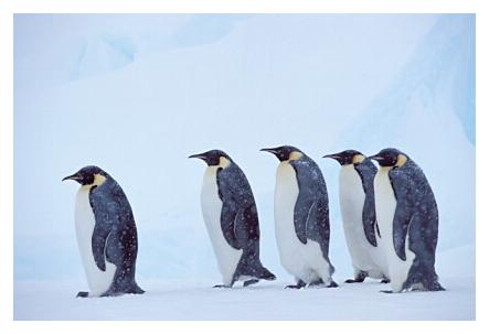 ../Images/kaiserpinguine13.jpg