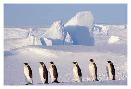 ../Images/kaiserpinguine14.jpg