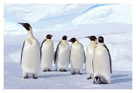 ../Images/kaiserpinguine16.jpg
