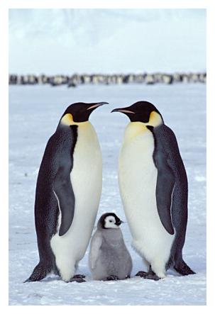 ../Images/kaiserpinguine17.jpg