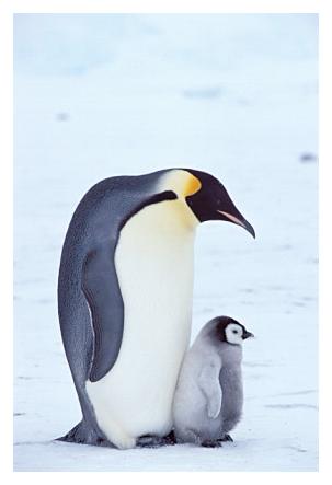 ../Images/kaiserpinguine18.jpg