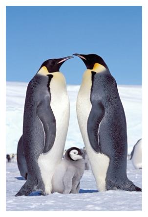 ../Images/kaiserpinguine21.jpg