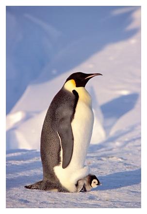 ../Images/kaiserpinguine22.jpg