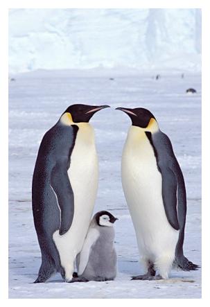 ../Images/kaiserpinguine24.jpg