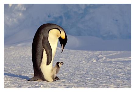 ../Images/kaiserpinguine25.jpg