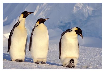 ../Images/kaiserpinguine26.jpg