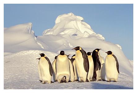 ../Images/kaiserpinguine27.jpg