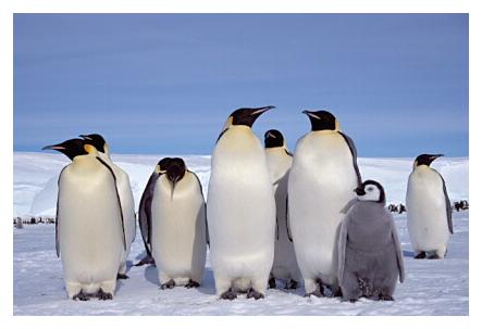../Images/kaiserpinguine28.jpg