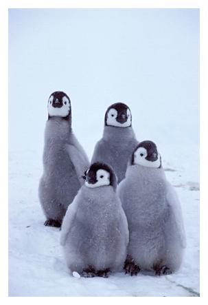 ../Images/kaiserpinguine32.jpg