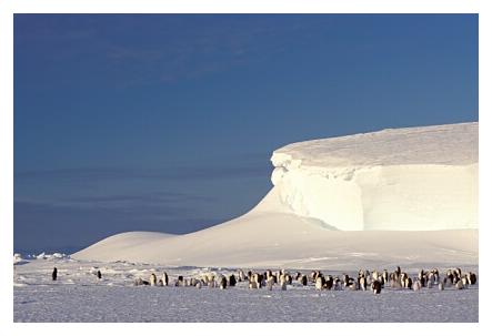 ../Images/kaiserpinguine36.jpg