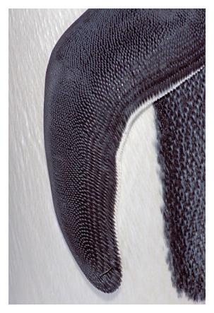 ../Images/kaiserpinguine40.jpg