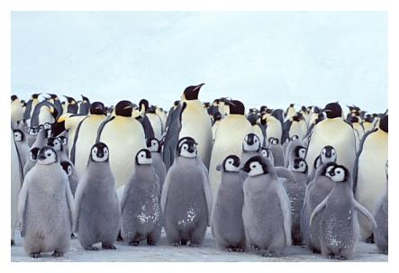 ../Images/kaiserpinguine42.jpg