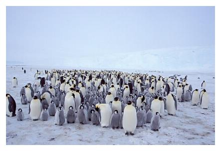 ../Images/kaiserpinguine44.jpg