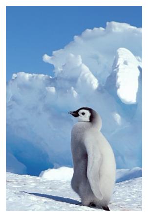 ../Images/kaiserpinguine45.jpg