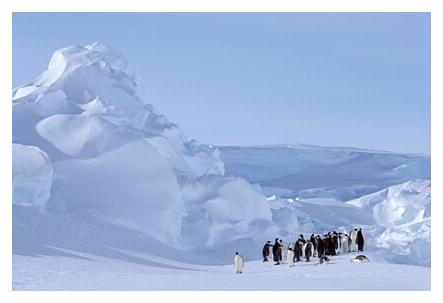 ../Images/kaiserpinguine47.jpg