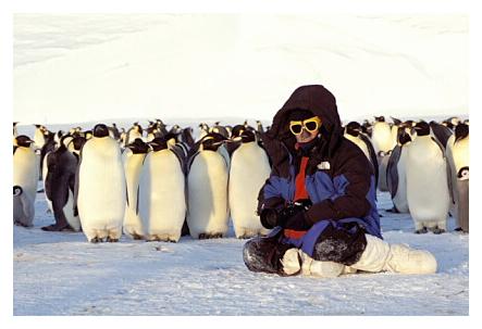 ../Images/kaiserpinguine48.jpg