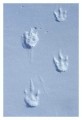Thumbs/tn_kaiserpinguine01.jpg
