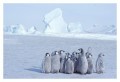 Thumbs/tn_kaiserpinguine10.jpg