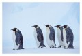 Thumbs/tn_kaiserpinguine13.jpg