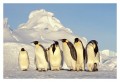Thumbs/tn_kaiserpinguine15.jpg