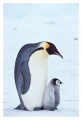 Thumbs/tn_kaiserpinguine18.jpg