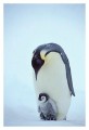 Thumbs/tn_kaiserpinguine19.jpg