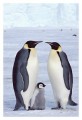 Thumbs/tn_kaiserpinguine24.jpg