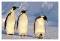 Thumbs/tn_kaiserpinguine26.jpg