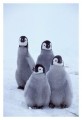 Thumbs/tn_kaiserpinguine32.jpg