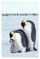 Thumbs/tn_kaiserpinguine39.jpg
