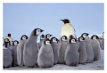 Thumbs/tn_kaiserpinguine41.jpg