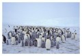 Thumbs/tn_kaiserpinguine44.jpg