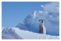 Thumbs/tn_kaiserpinguine46.jpg