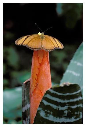 ../Images/Schmetterlinge06.jpg