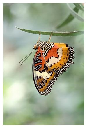 ../Images/Schmetterlinge15.jpg