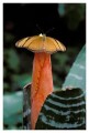 Thumbs/tn_Schmetterlinge06.jpg