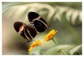 Thumbs/tn_Schmetterlinge09.jpg