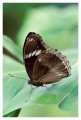 Thumbs/tn_Schmetterlinge16.jpg