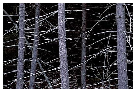 ../Images/acadia20.jpg