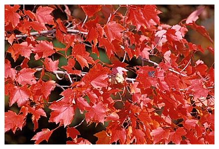 ../Images/acadia31.jpg