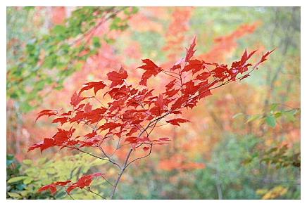 ../Images/acadia34.jpg