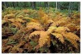 Thumbs/tn_acadia18.jpg