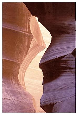 ../Images/antelope01.jpg