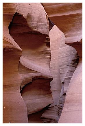 ../Images/antelope21.jpg