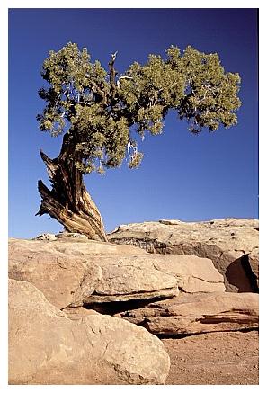 ../Images/arches13.jpg