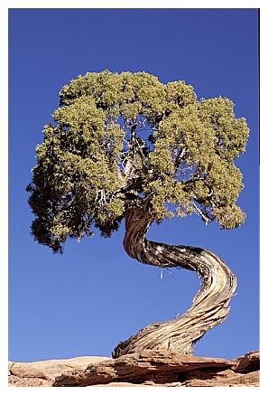 ../Images/arches14.jpg