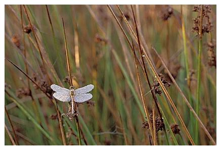 ../Images/dragonfly03.jpg
